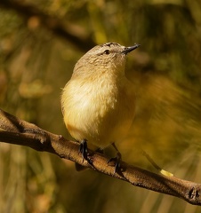 Yellow-rumped-Thornbill-IMG 8859 DxO