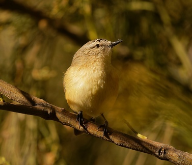 Yellow-rumped-Thornbill-IMG 8860 DxO