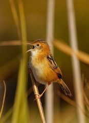 Golden-headed-Cisticola-IMG 8909 DxO