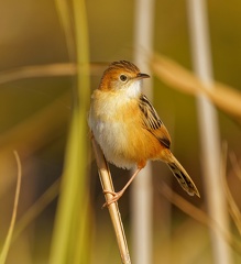 Golden-headed-Cisticola-IMG 8917 DxO