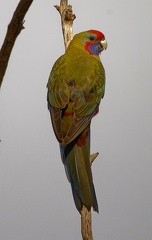 Crimson-Rosella-juv-IMG 9894 DxO