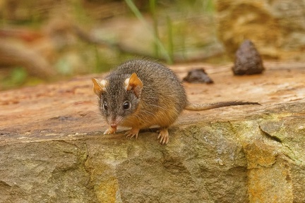 Yellow-footed-Antechinus-IMG 0269 DxO