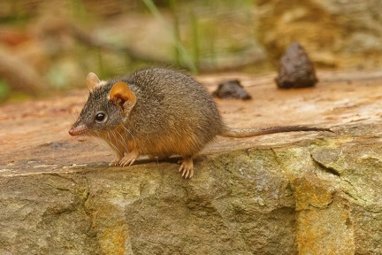 Yellow-footed-Antechinus-IMG 0274 DxO