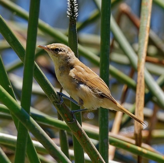 Reed-Warbler-IMG 2163 DxO