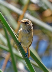 Reed-Warbler-IMG 2176 DxO