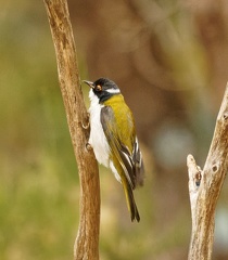 White-naped-HE-IMG 0206 DxO