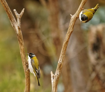 White-naped-HE-IMG 0207 DxO