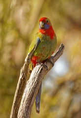 Crimson-Rosella-juv-IMG 0697 DxO