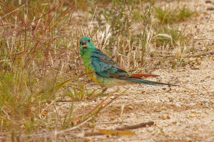 Red-rumped-Parrot-IMG 2535 DxO