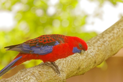 Crimson-Rosella-IMG 2260 DxO