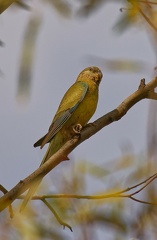 Red-rumped-Parrot-f-IMG 2344 DxO