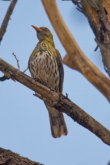 Olive-backed-Oriole-IMG 2598 DxO