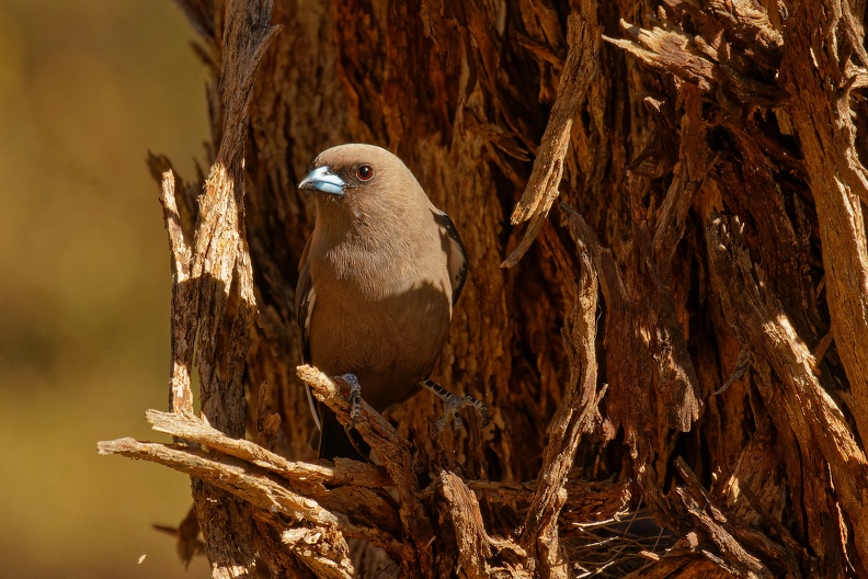 Dusk-Woodswallow-nest-IMG_2786_extender.jpg