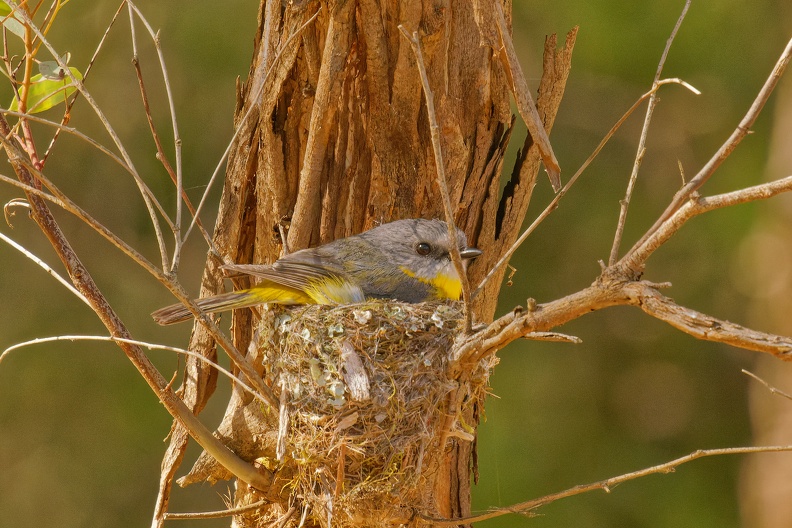 Yellow-Robin-IMG 2832 extender