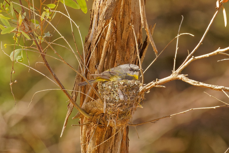 Yellow-Robin-IMG_2840_no-extender.jpg