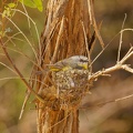 Yellow-Robin-IMG 2840 no-extender