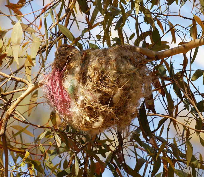 Olive-backed-Oriole-nest-IMG 2742 DxO