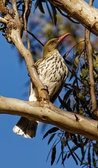 Olive-backed-Oriole-IMG 2719 no-extender