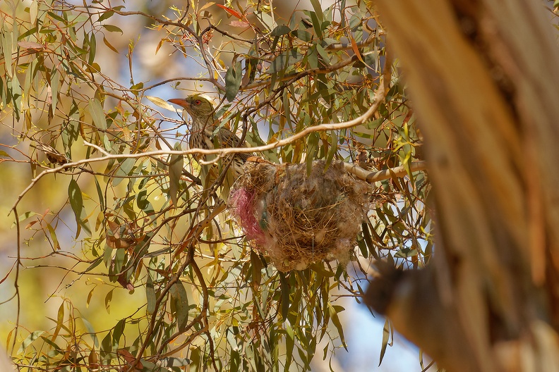 Oriole-nest-IMG 2874 DxO