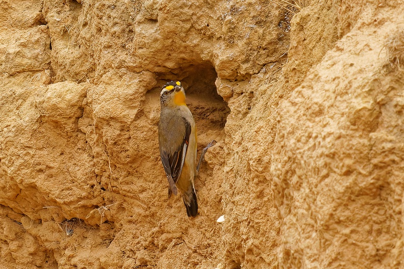 Striated-Pardalote-IMG 2966 DxO