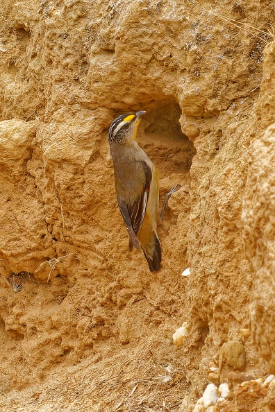 Striated-Pardalote-IMG 2968 DxO