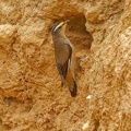 Striated-Pardalote-IMG_2968_DxO.jpg