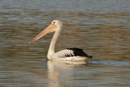 Pelican-IMG 3147 DxO