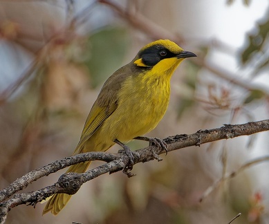 Yellow-tufted-HE-IMG 1325 DxO