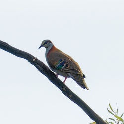 Brush Bronzewing