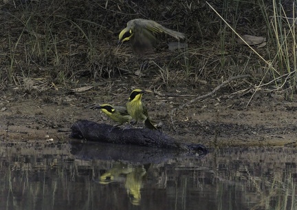 Yellow-Tufted-HE-IMG 3847-standard-DxO