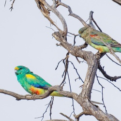 Mulga Parrot