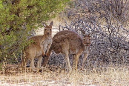 Western-Grey-Kangaroo-IMG 4583 DxO