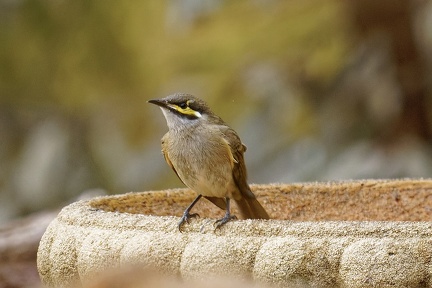 Yellow-faced-HE-IMG 5886 DxO