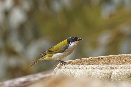 White-naped-HE-IMG 5739 DxO