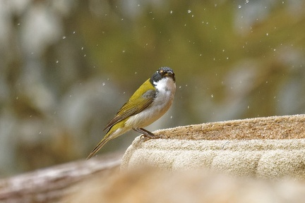 White-naped-HE-IMG 5746 DxO