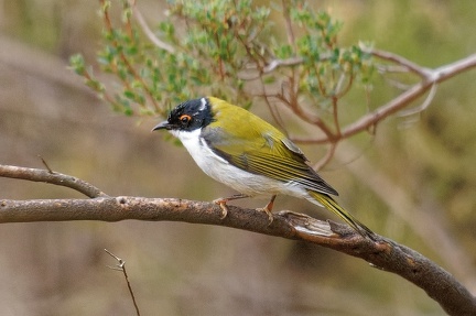 White-naped-HE-IMG 5795 DxO