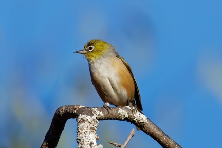 Silvereye-IMG 6489 DxO