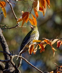 Olive-backed-Oriole-IMG 6381 DxO