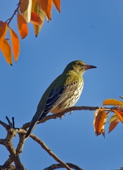 Olive-backed-Oriole-IMG 6378 DxO