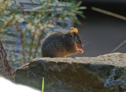 Yellow-footed-Antechinus-IMG 6946 DxO