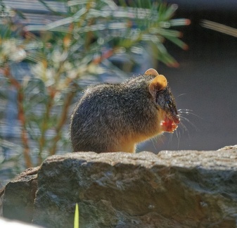 Yellow-footed-Antechinus-IMG 6962 DxO