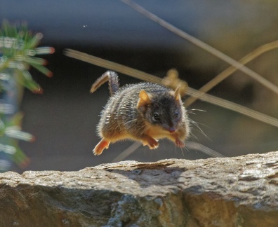 Yellow-footed-Antechinus-IMG 6995 DxO