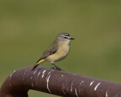 Yellow-rumped-Thornbill-IMG 8045-gigapixel-standard-scale-2 00x-cropped-SharpenAI-Softness