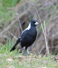 Magpie-IMG 8106 DxO