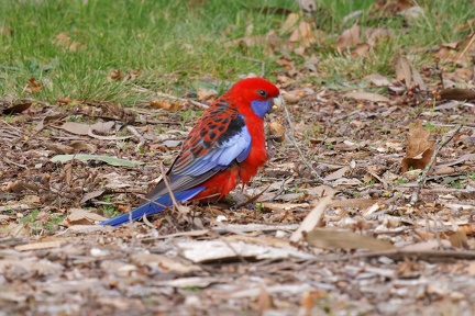 Crimson-Rosella-IMG 8135 DxO