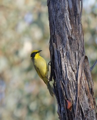 Yellow-tufted-HE-IMG 8404 DxO