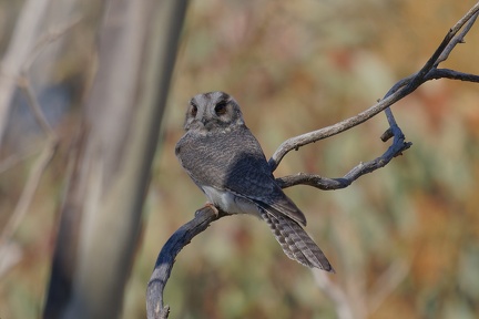 Owlet-Nightjar-IMG 8432 DxO