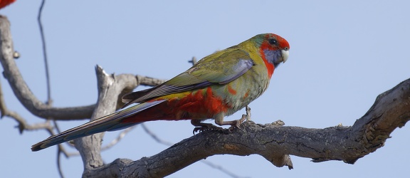 Crimson-Rosella-IMG 8635 DxO