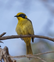 Yellow-tufted-HE-IMG 8661 DxO