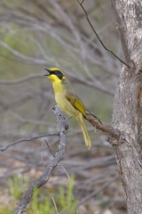 Yellow-tufted-HE-IMG 8761 DxO